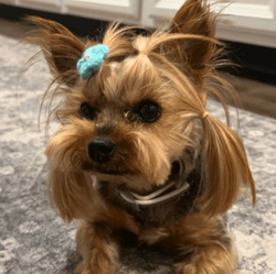 Dog Stolen From Tesla logo