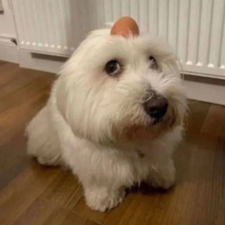 dog with egg on head logo