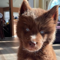 Red Siberian Husky logo