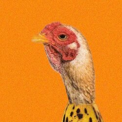 ChickenBanana logo